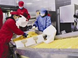 齐齐哈尔：“鼎旺农科公司”甜玉米加工生产如火如荼