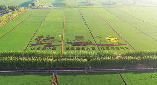 齐齐哈尔查哈阳农场稻田画展现地域特色