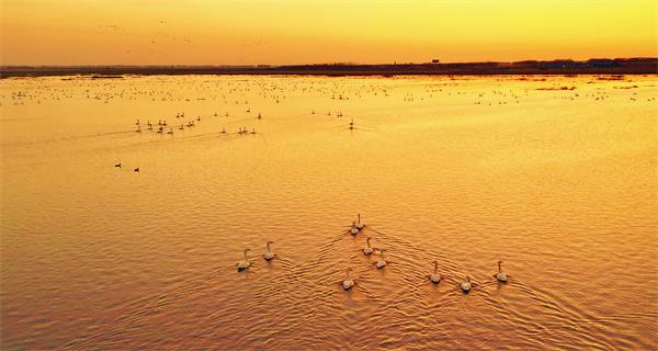 齐齐哈尔:哈拉海湿地迎来万鸟云集 