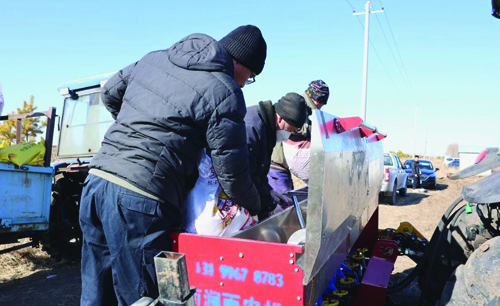 齐齐哈尔:小麦播种忙