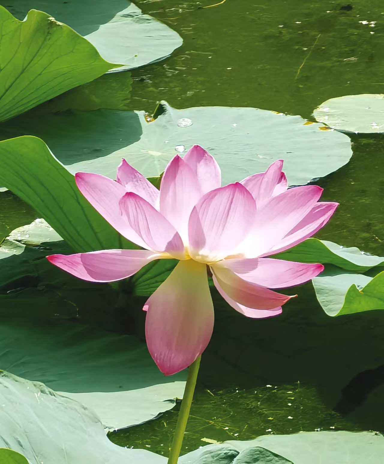 齐齐哈尔龙沙公园:荷花开放